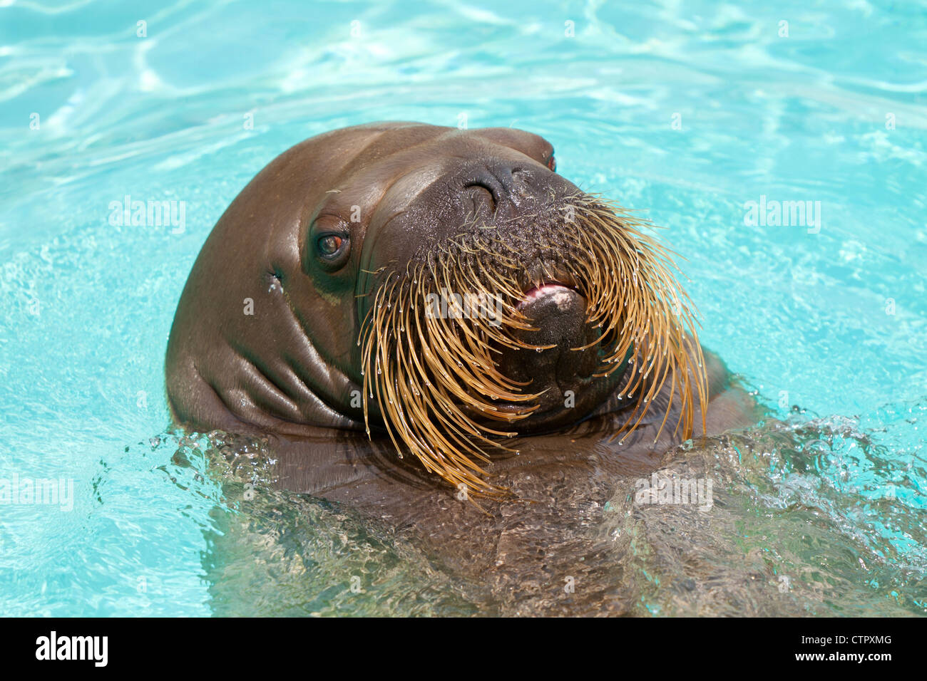 Walrus,Odobenus rosmarus,pinnipeds,morse Stock Photo