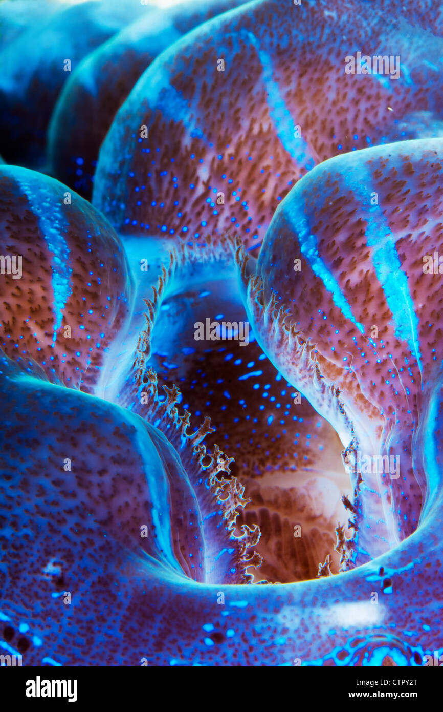 This is an image of a giant clam showing the flouresence in the mantle