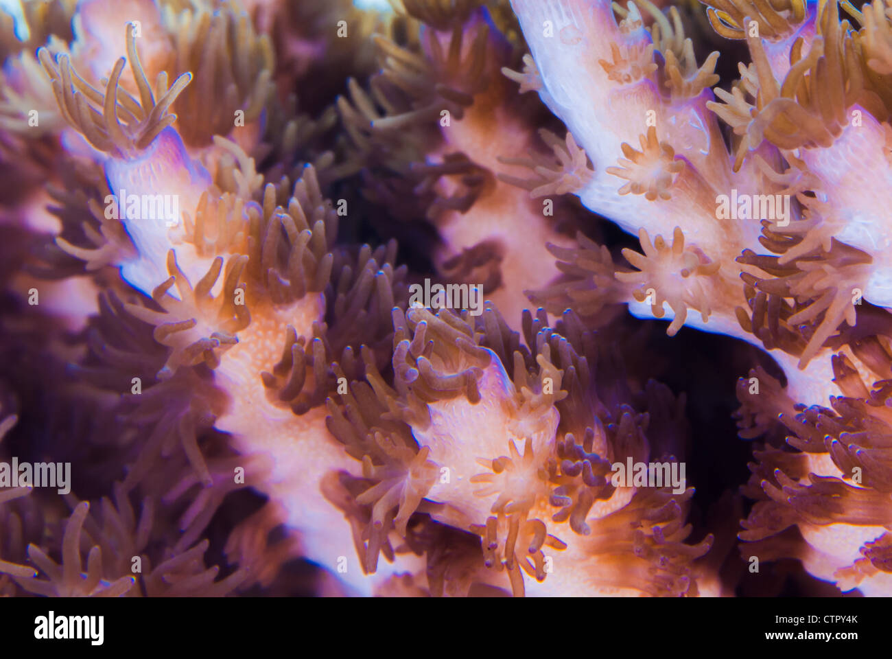 Close up of Acropora coral polyps open showing connecting channels and  zooxanthellae Stock Photo - Alamy