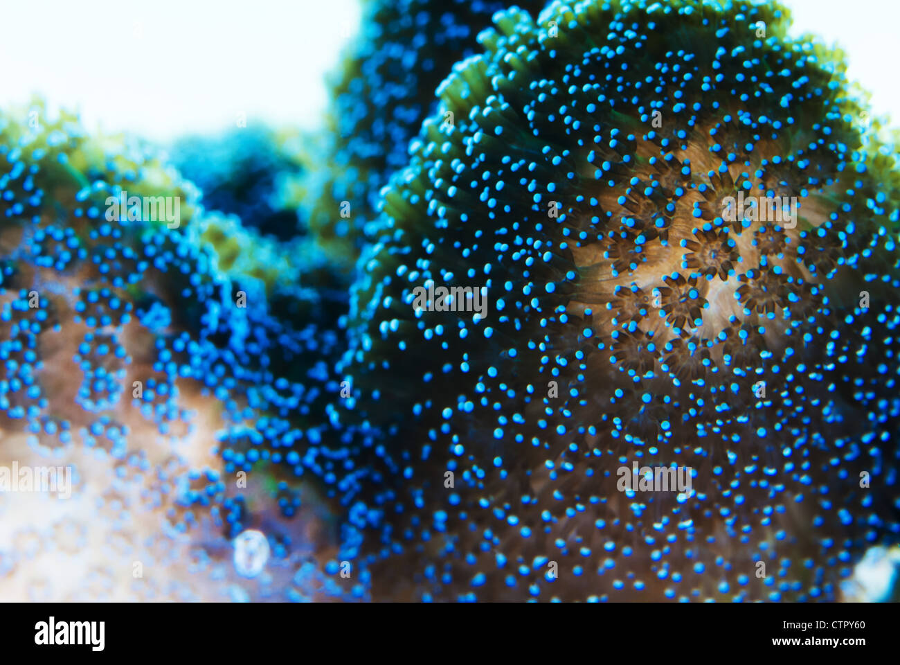 This is an image of coral polyps Stock Photo