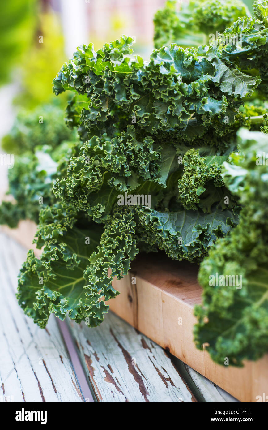 This is an image of Kale Stock Photo