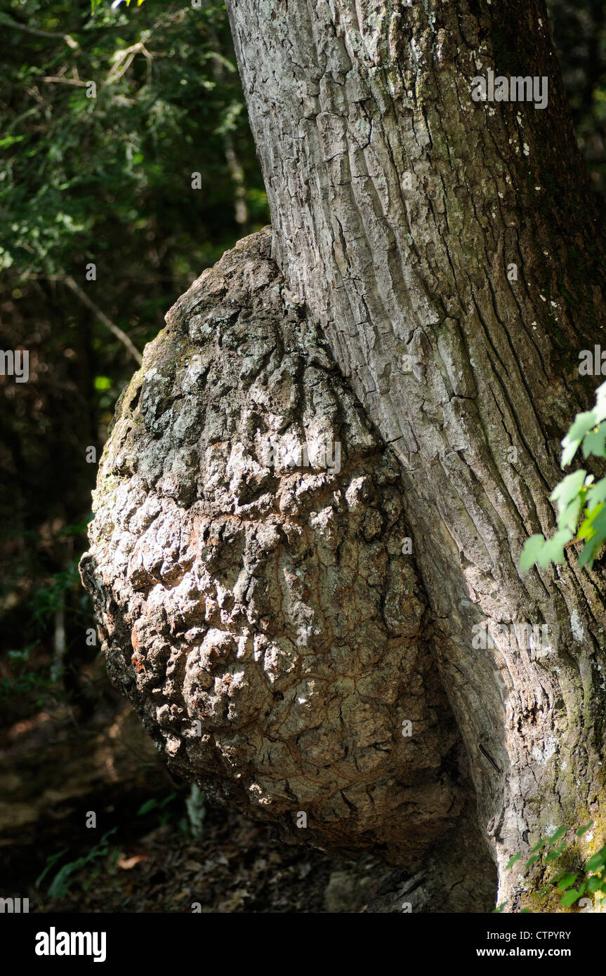 Tree canker hires stock photography and images Alamy