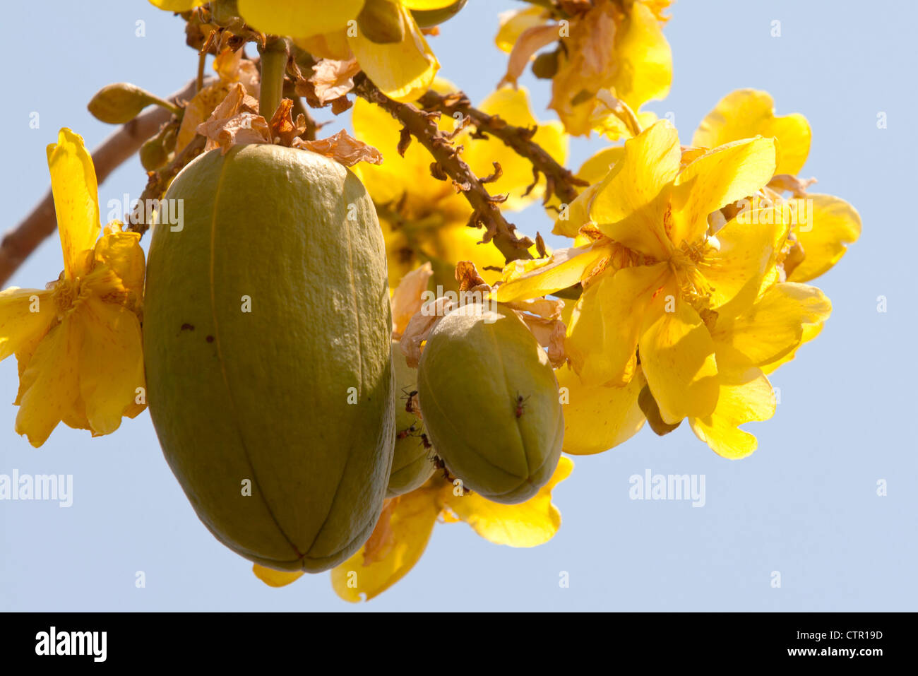 Flowering and fruiting kapok tree (Ceiba pentandra), Kimberley, Western