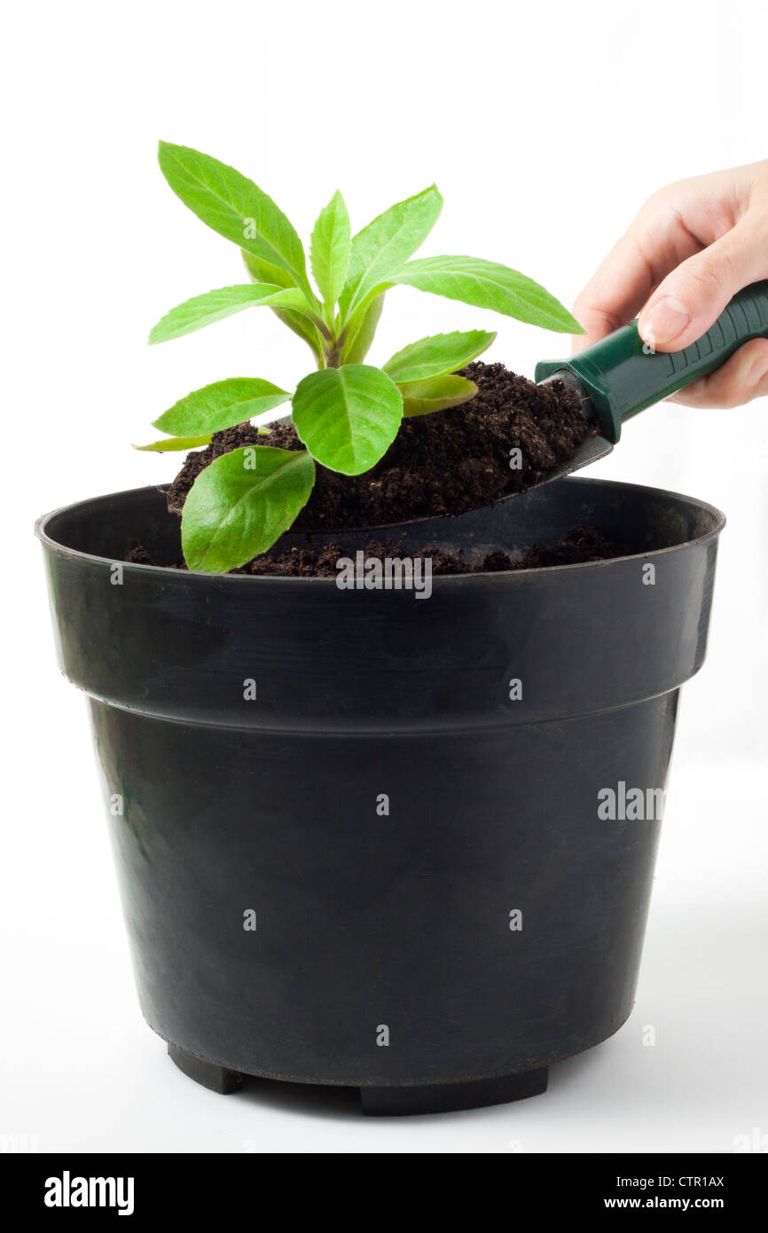 Gynura procumbens (herbal plant) is being planted on black pot with white background. Stock Photo