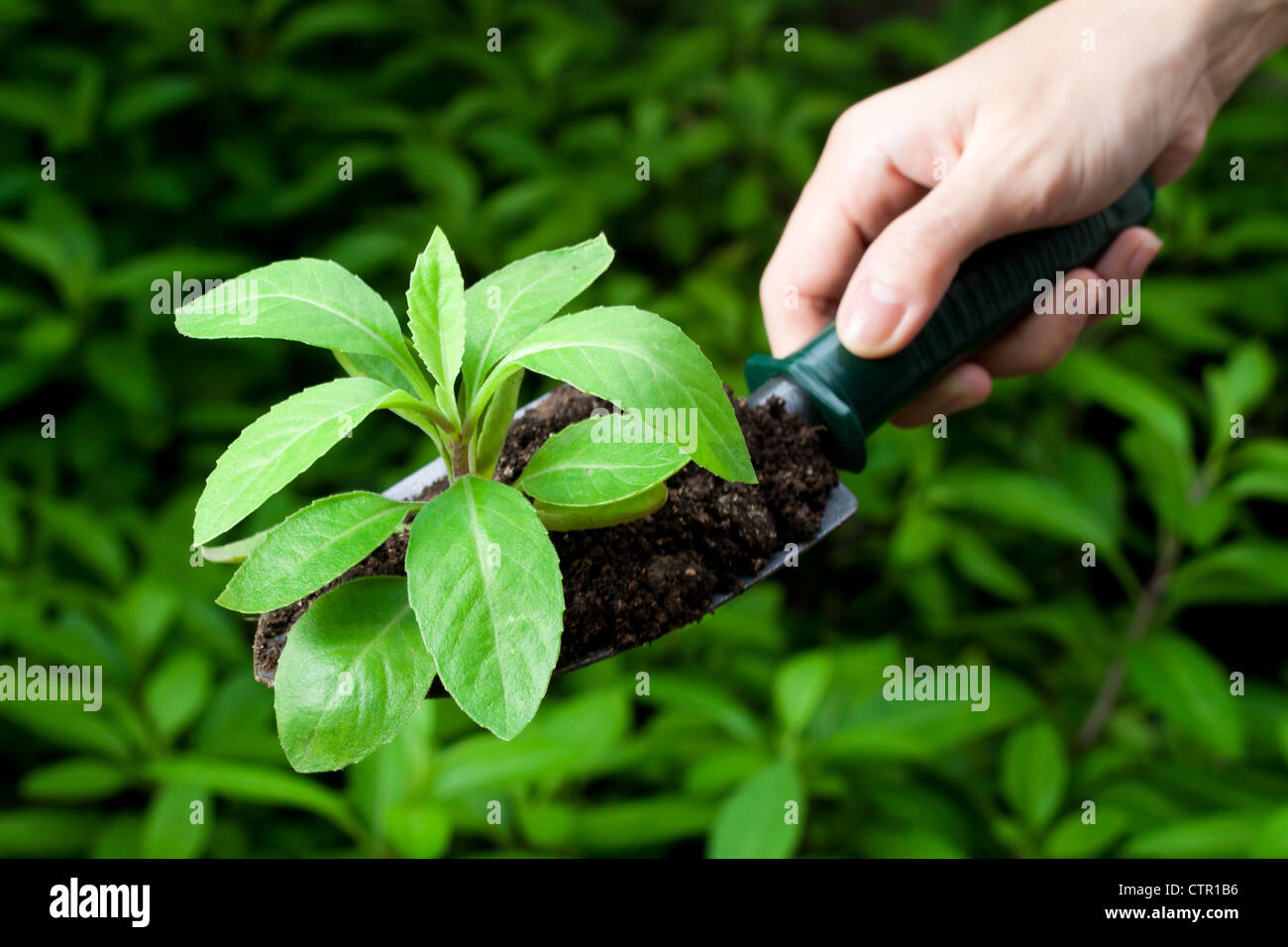 Gynura procumbens (herbal plant) on a shovel with more on the background. Stock Photo