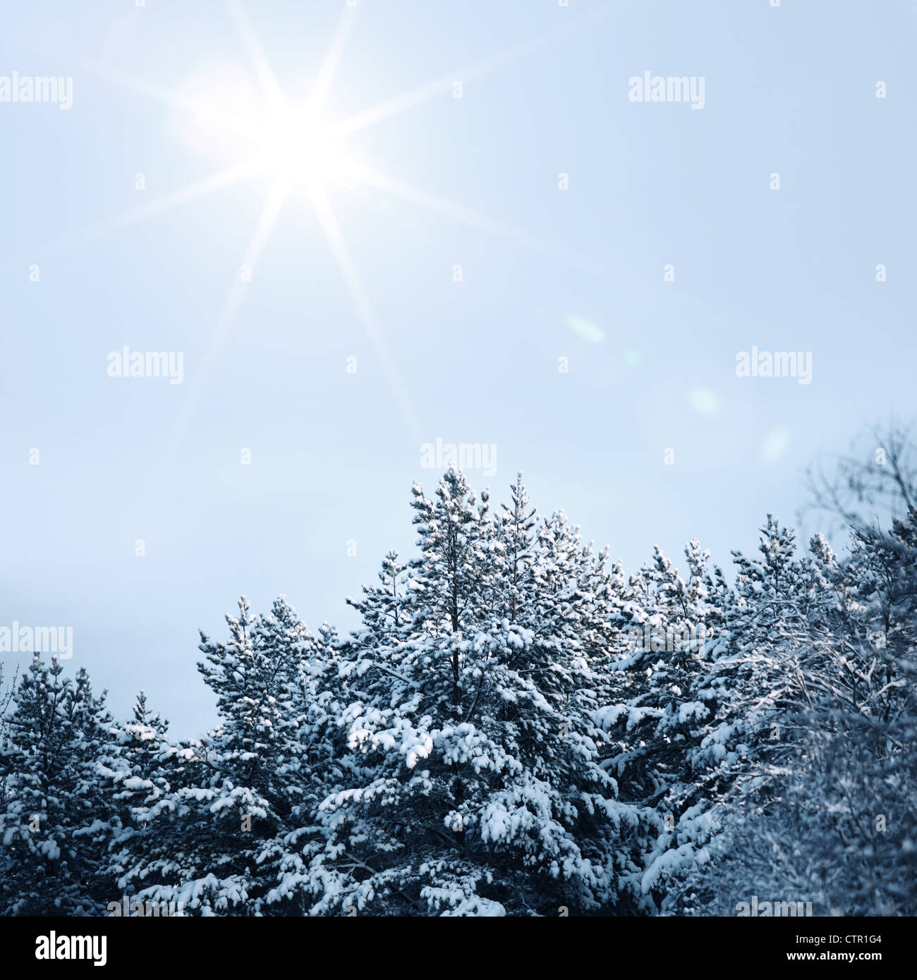 pine forest in snow Stock Photo - Alamy
