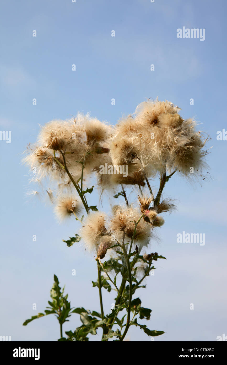 Flowering thistle with fruits and pappus against a blue sky in late summer, Denmark. Stock Photo