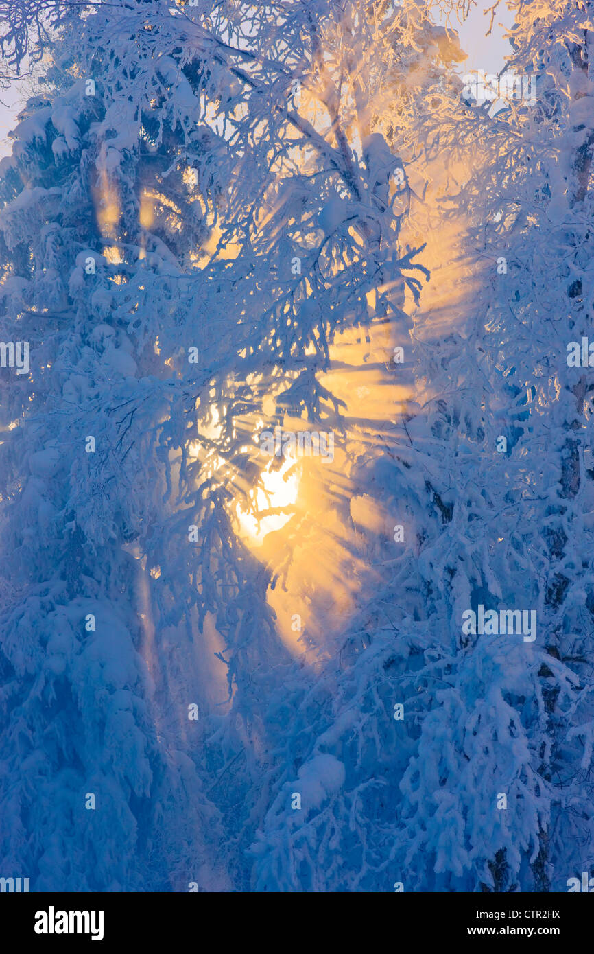 Sun filtering through fog in hoarfrost covered forest Russian Jack Springs Park Anchorage Southcentral Alaska Digitally Stock Photo