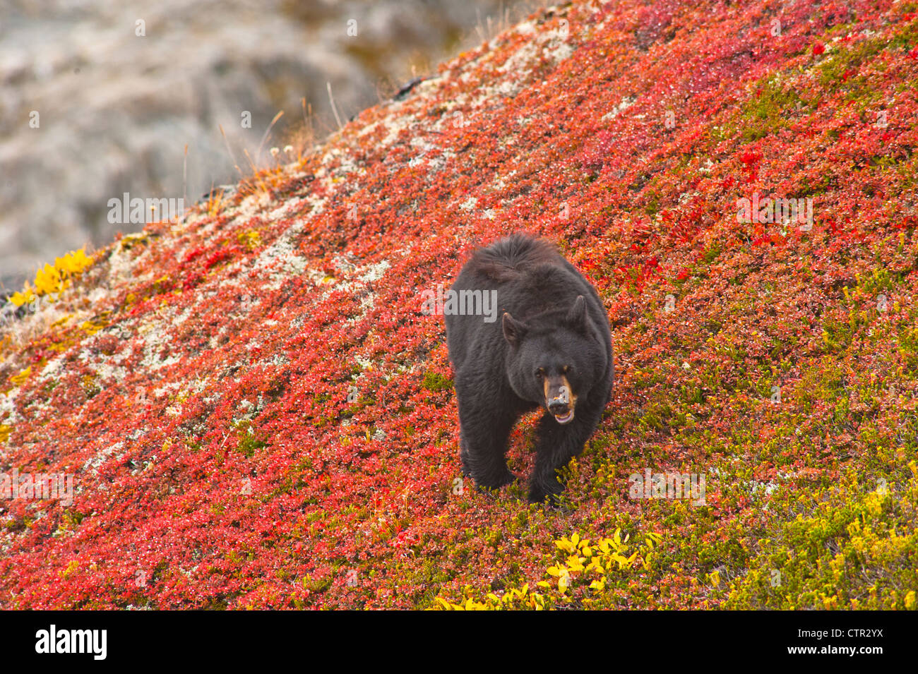 Black bear foraging berries on bright red patch tundra near Harding Icefield Trail Exit Glacier Kenai Fjords National Park Stock Photo