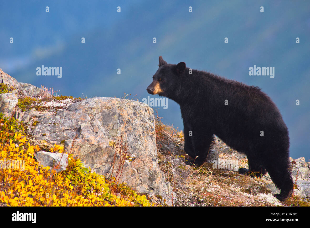 Black bear climbing over rocks near Harding Icefield Trail at Exit