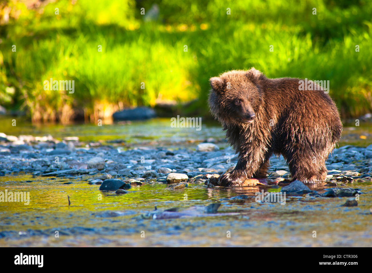 Spring cub fishing salmon near Russian River Kenai River Confluence on