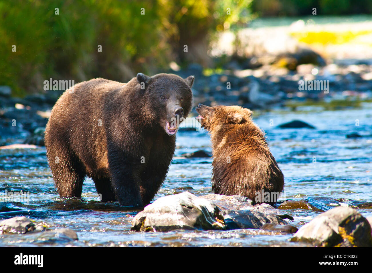 Brown bear cub plays with its mother at the Russian River, Kenai Peninsula, Southcentral Alaska Stock Photo