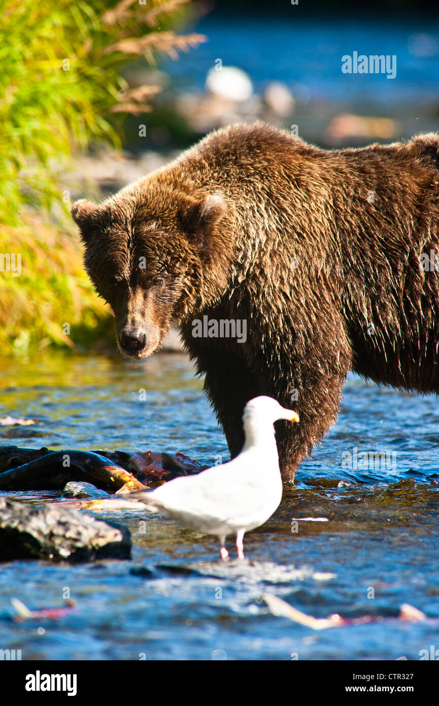 Brown bear fishes for salmon at the Russian River, Kenai Peninsula, Southcentral Alaska, Summer Stock Photo