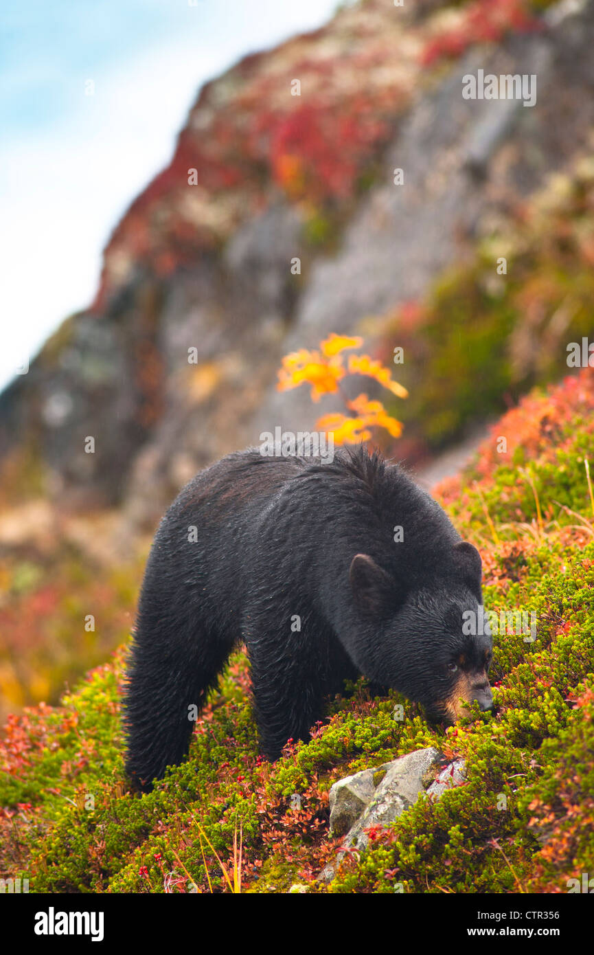 A Black Bear is feeding on berries on hill side near Harding Icefield trail Exit Glacier in Kenai Fjords National Park Stock Photo