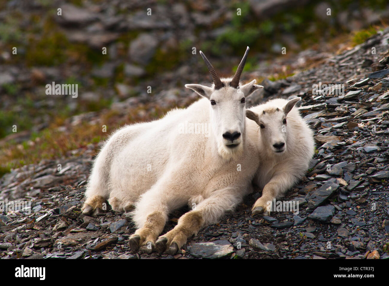 A mountain goat nanny her kid are resting on hillside near Harding Icefield Trail Exit Glacier in Kenai Fjords National Park in Stock Photo