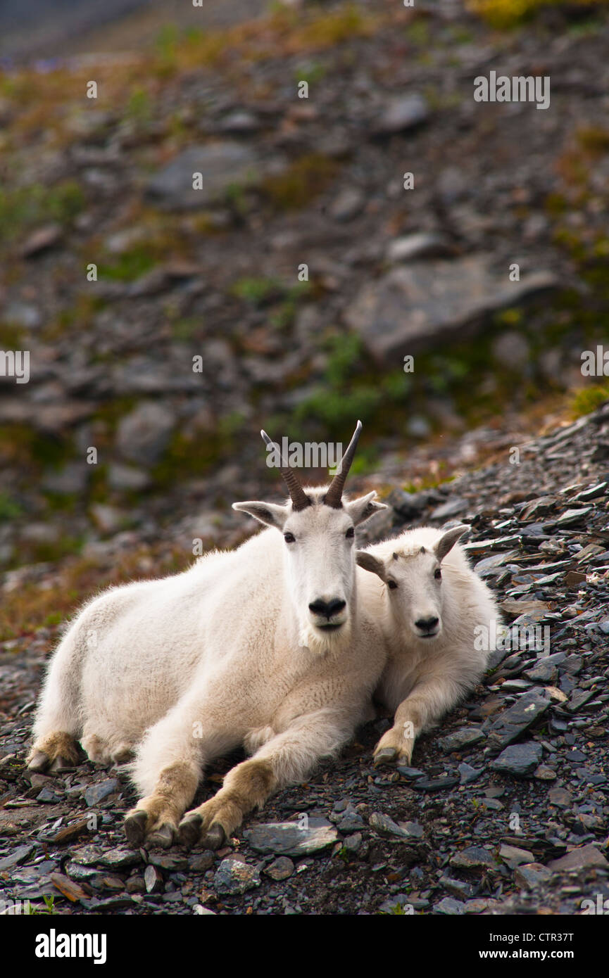 A mountain goat nanny her kid are resting on hillside near Harding Icefield Trail Exit Glacier in Kenai Fjords National Park in Stock Photo