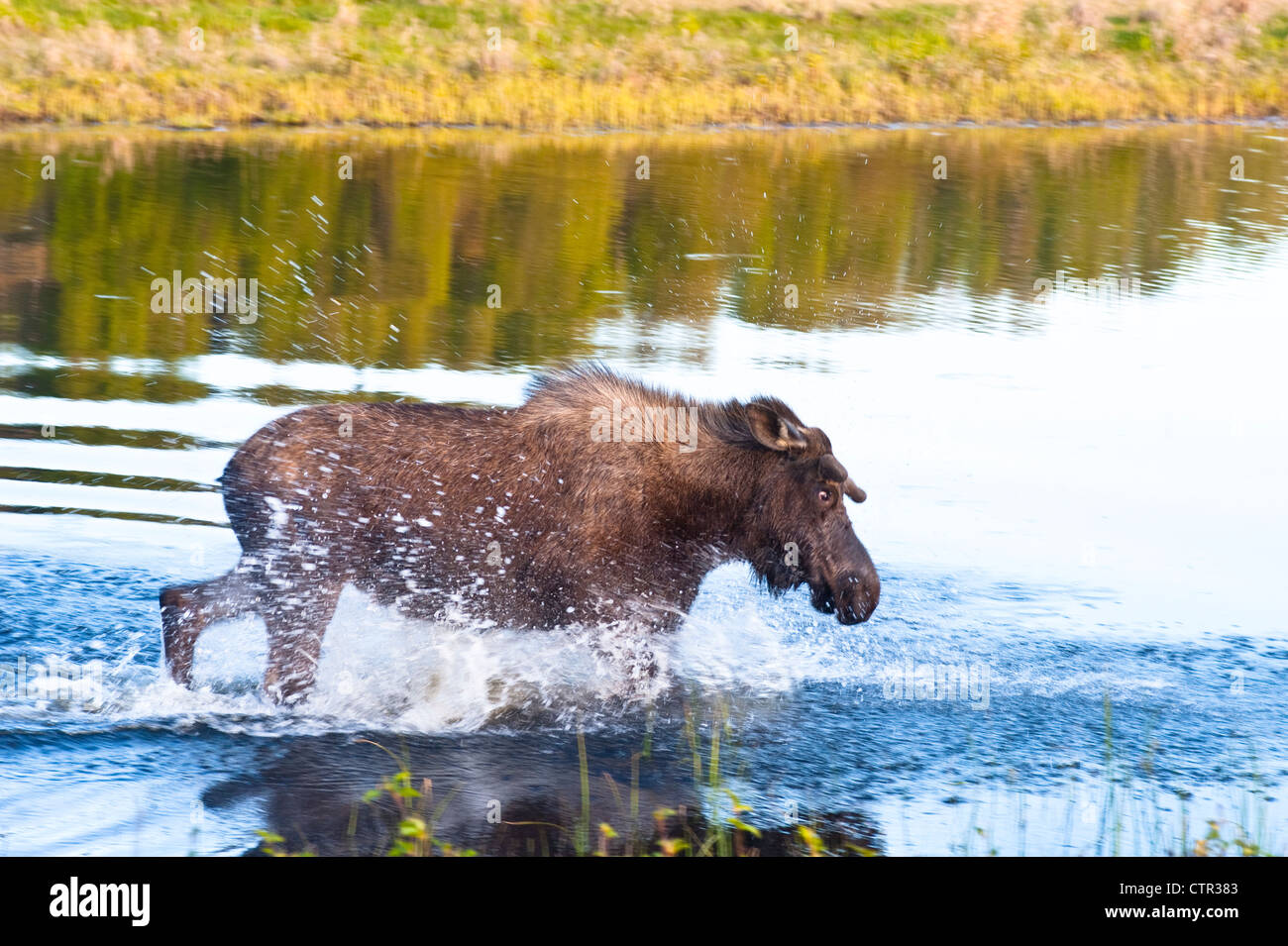 An agitated young bull moose in pond foraging food off Tony Knowles Coastal Trail in Kincaid Park Anchorage Southcentral Alaska Stock Photo