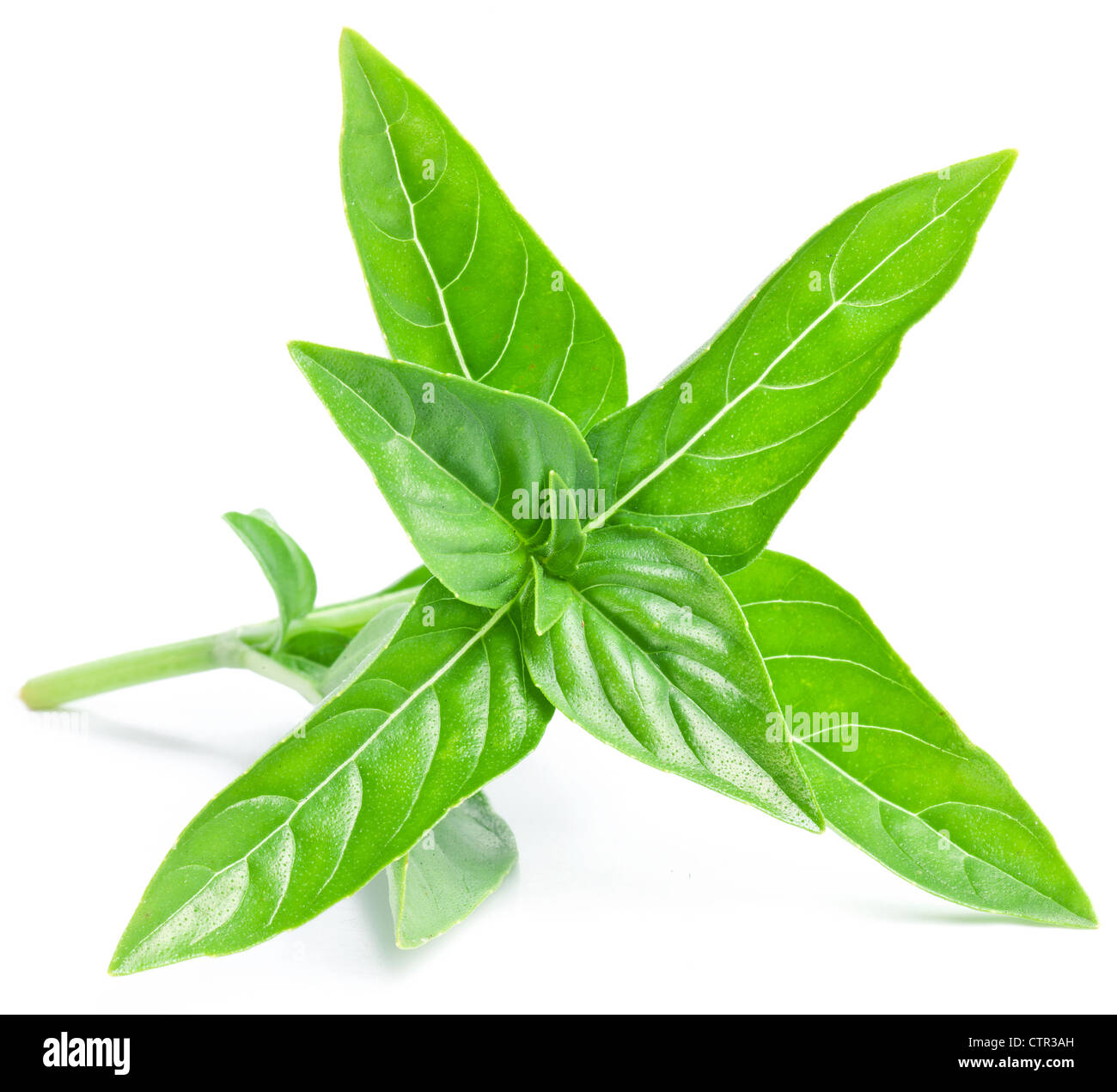 Leaves of basil on a white background Stock Photo