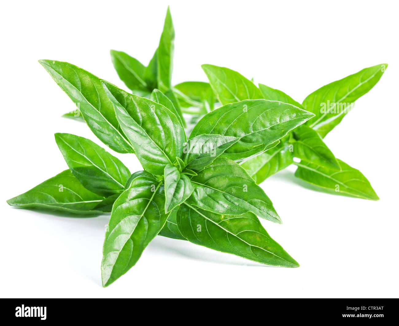 Leaves of basil on a white background Stock Photo