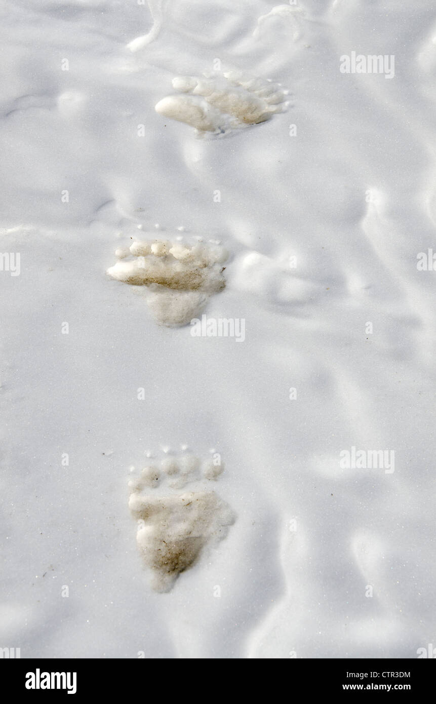 Grizzly Bear tracks in snow near Savage River, Denali National Park