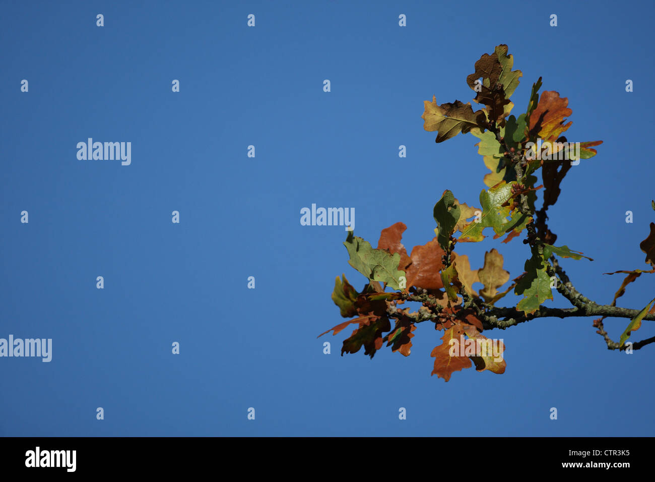 oak leaf against blue sky Stock Photo - Alamy