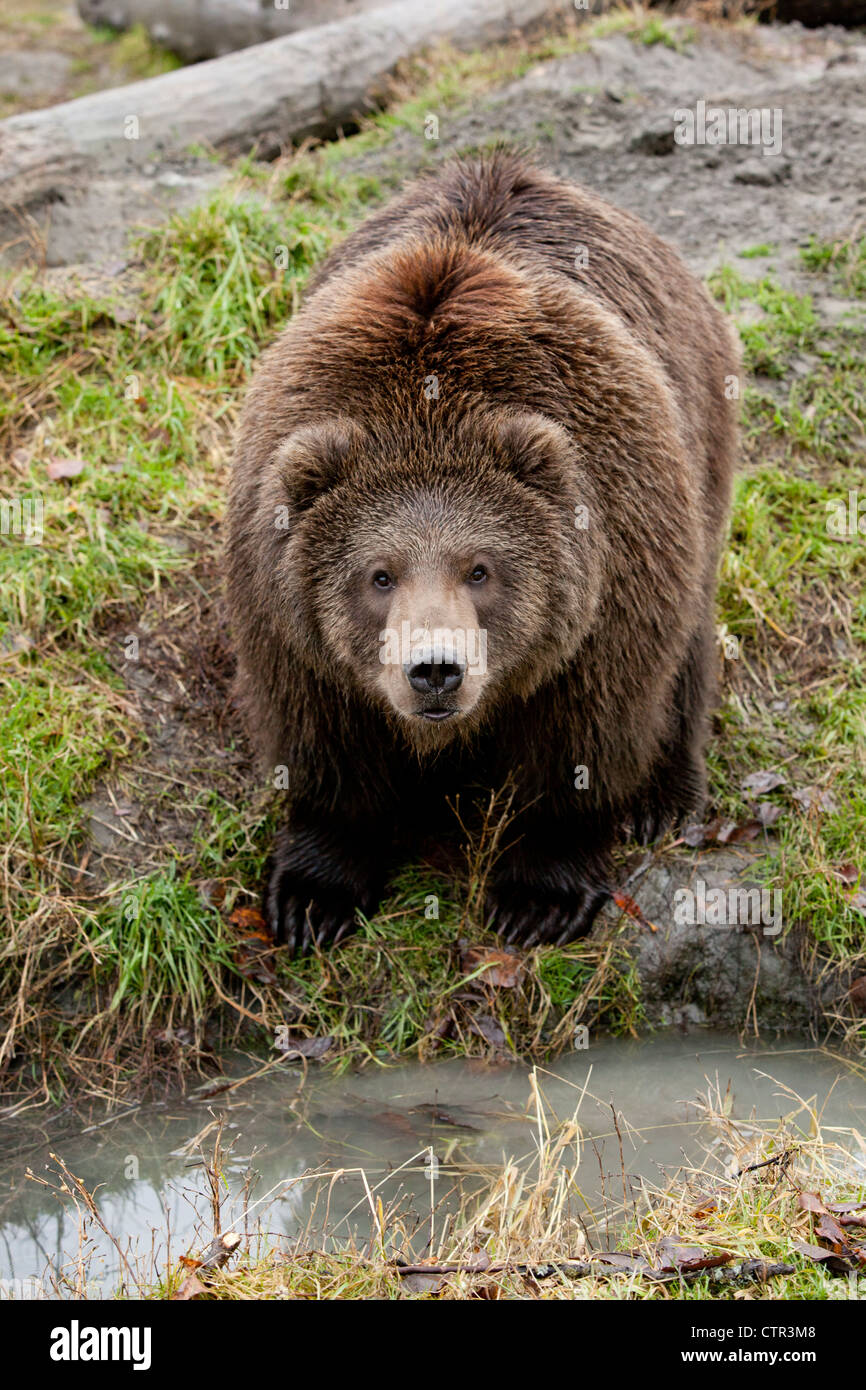 CAPTIVE: Male Kodiak Brown bear, Alaska Wildlife Conservation Center, Southcentral Alaska, Autumn Stock Photo