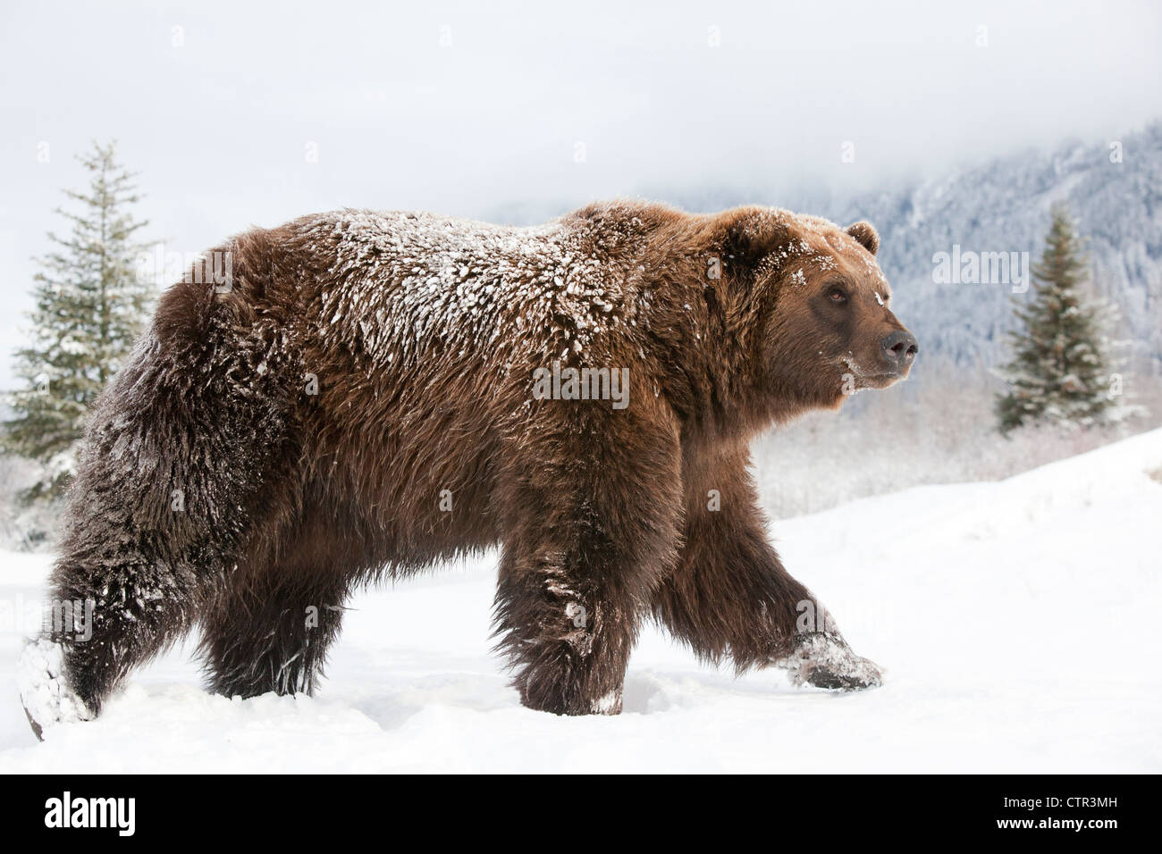 CAPTIVE: Female grizzly walks through snow, Alaska Wildlife Conservation Center, Southcentral Alaska, Winter Stock Photo