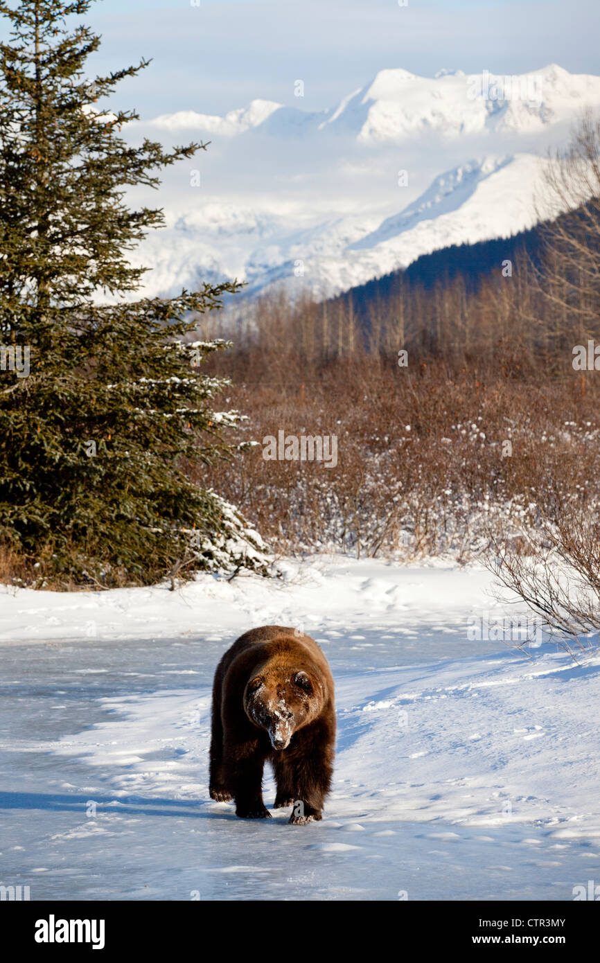 CAPTIVE: Brown bear walks through snow, Alaska Wildlife Conservation Center, Southcentral Alaska, Winter Stock Photo