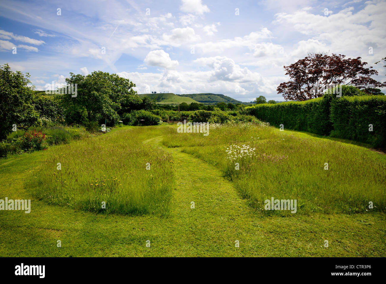 Grass paths on unmown lawn allowed to grow for wild flowers Stock Photo