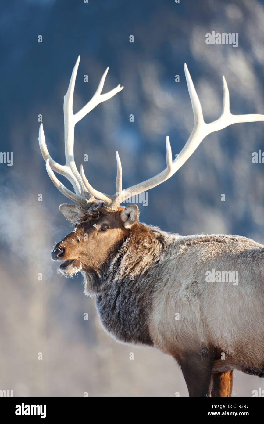 CAPTIVE: Profile view of a frost covered Rocky Mountain Elk, Alaska Wildlife Conservation Center, Southcentral Alaska, Winter Stock Photo