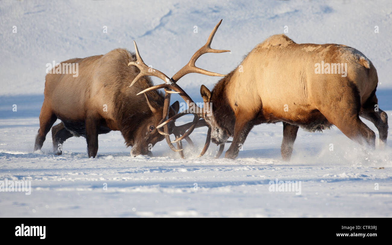 CAPTIVE: Roosevelt elk fight during rut season, Alaska Wildlife Conservation Center, Southcentral Alaska, Winter Stock Photo