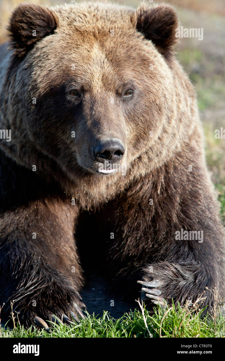 CAPTIVE: Close up of a Brown Bear, Alaska Wildlife Conservation Center, Southcentral Alaska, Autumn Stock Photo