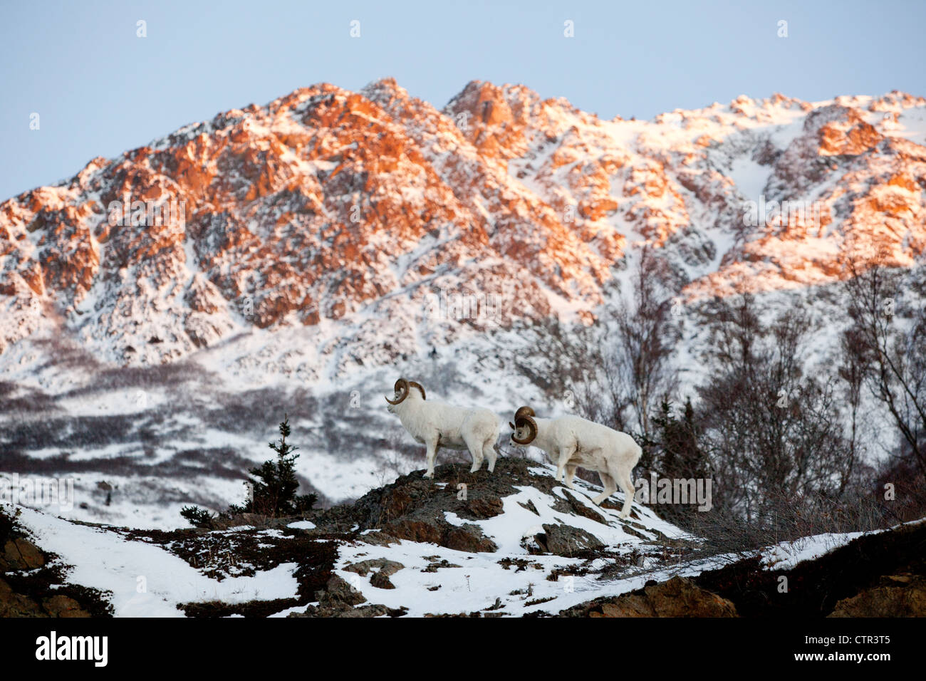 Dall rams standing in front of Chugach Mountains above Seward Highway at sunset, Southcentral Alaska, Winter Stock Photo