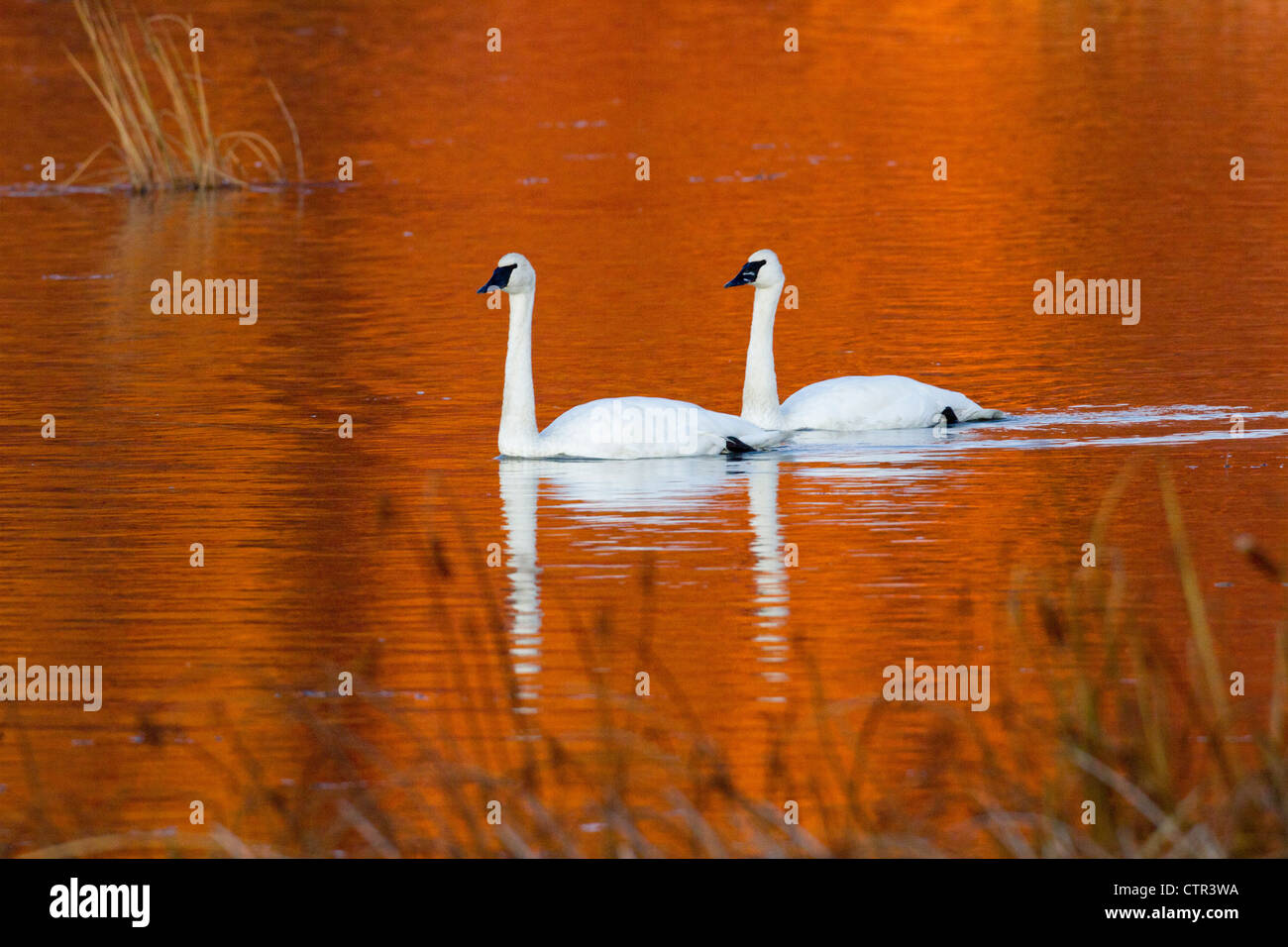 Two Trumpeter Swans in the sunset lit water of Potter Marsh, Anchorage, Southcentral Alaska, Autumn Stock Photo