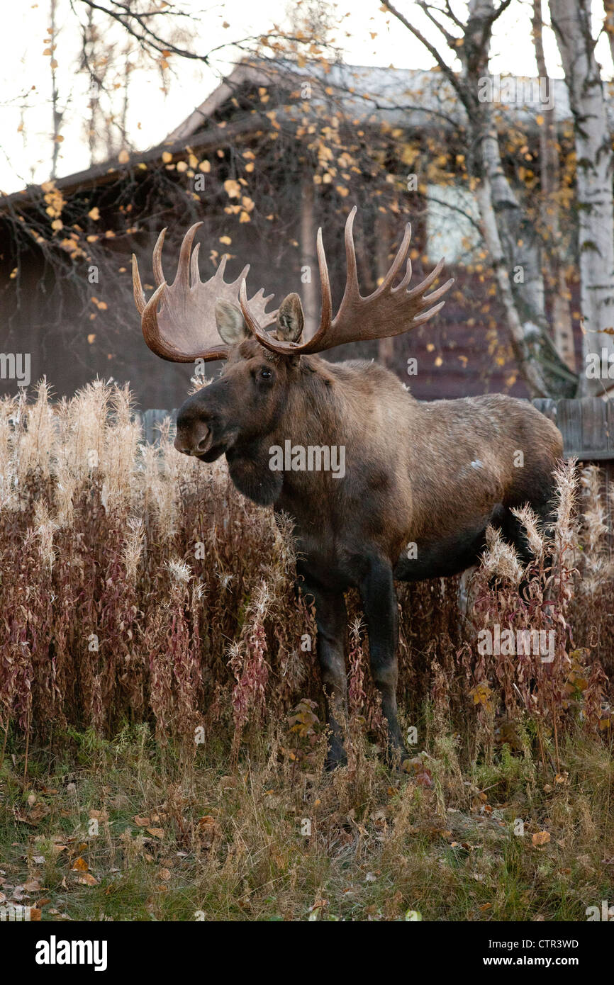 Bull moose standing near Old Seward Highway at dawn, Anchorage, Southcentral Alaska, Autumn Stock Photo