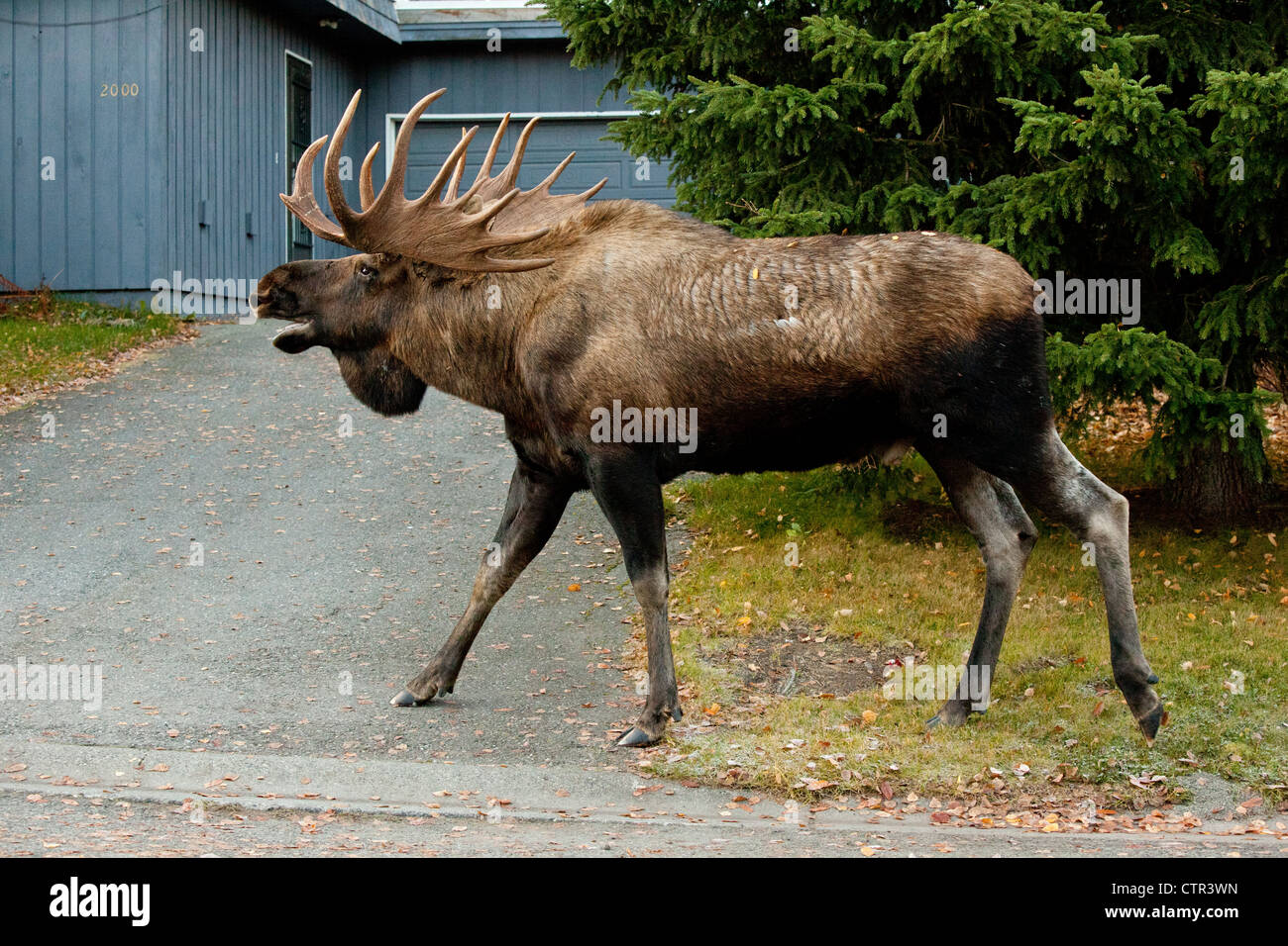 Large bull moose walks along a residential street, Anchorage, Southcentral Alaska, Autumn Stock Photo