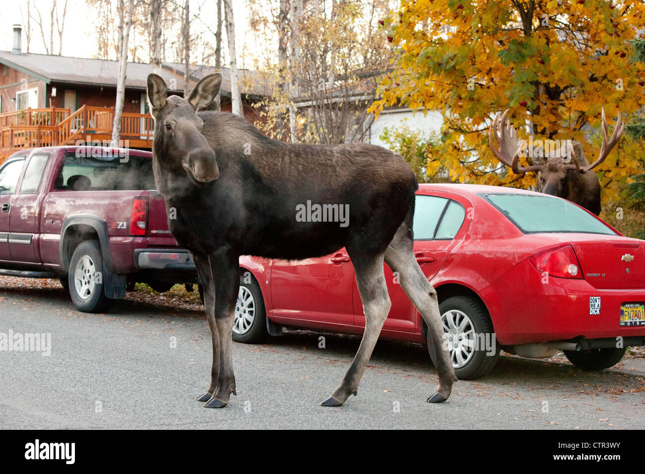 Cow moose walks along a residential street, Anchorage, Southcentral Alaska, Autumn Stock Photo