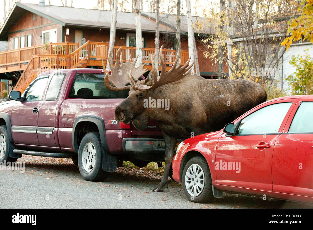 Large bull moose walks along a residential street, Anchorage, Southcentral Alaska, Autumn Stock Photo