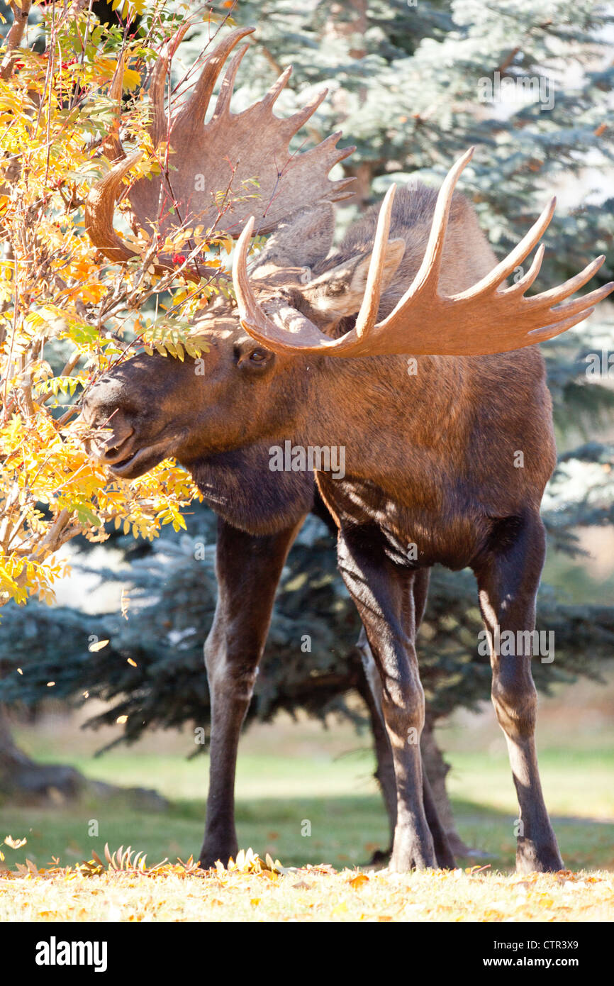 Large bull moose eats from trees in a neighborhood, Anchorage, Southcentral Alaska, Autumn Stock Photo
