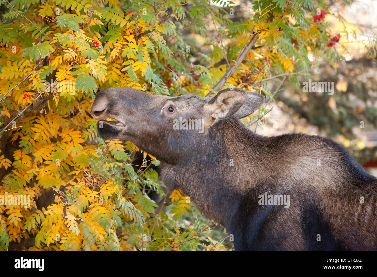 Cow moose eats from Mountain Ash trees in a neighborhood, Anchorage, Southcentral Alaska, Autumn Stock Photo