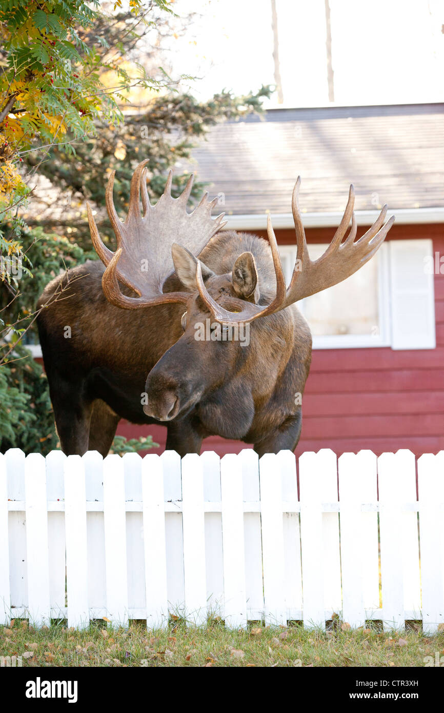 Large bull moose walks along a residential street, Anchorage, Southcentral Alaska, Autumn Stock Photo