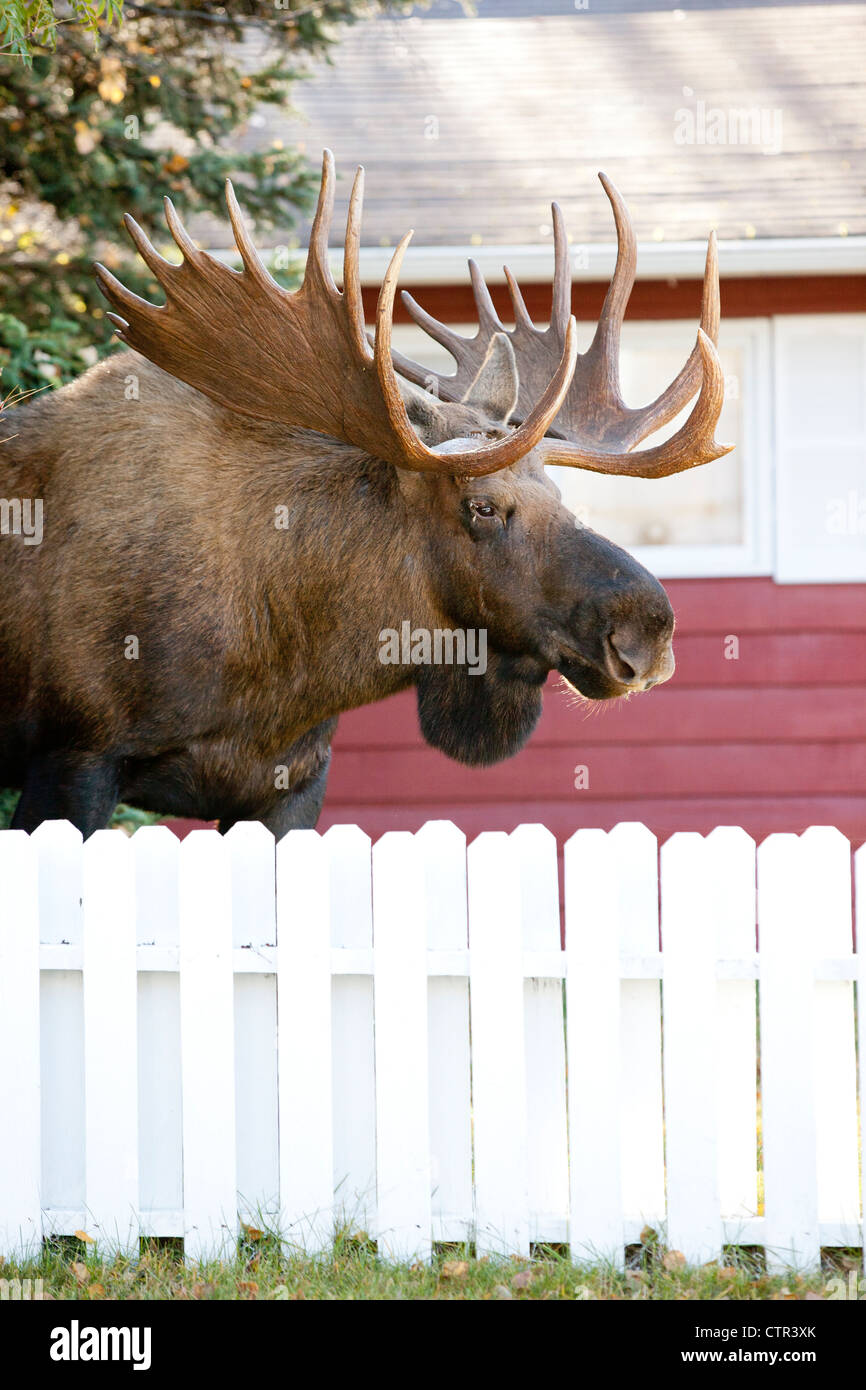 Large bull moose walks along a residential street, Anchorage, Southcentral Alaska, Autumn Stock Photo