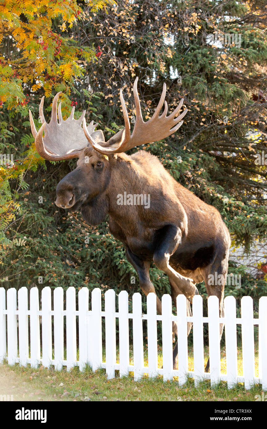 Large bull moose jumping white picket fence in Anchorage, Southcentral Alaska, Autumn Stock Photo