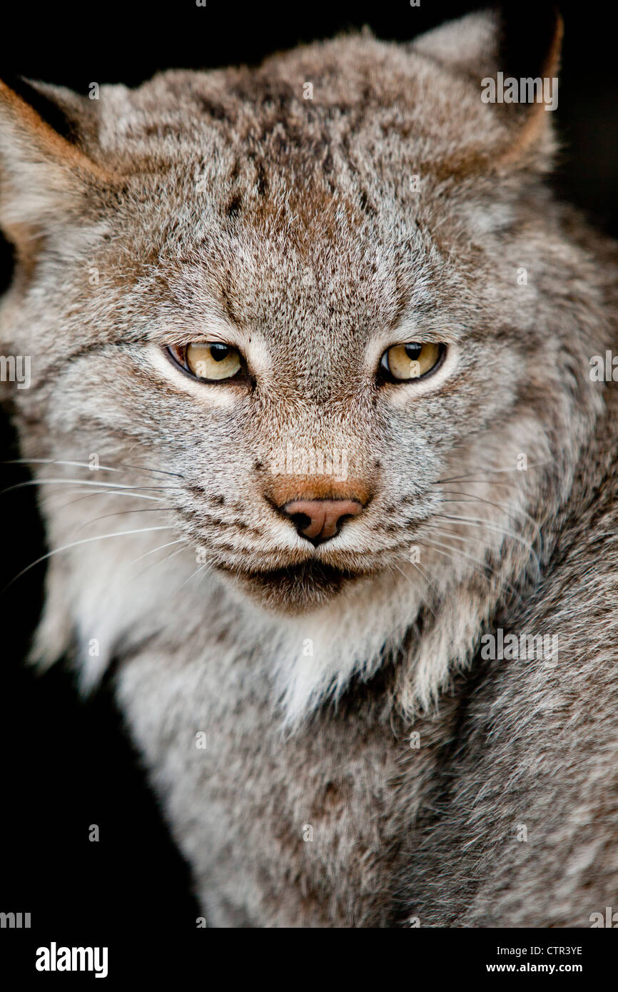CAPTIVE: Portrait of a Lynx at the Alaska Wildlife Conservation Center, Southcentral Alaska Stock Photo