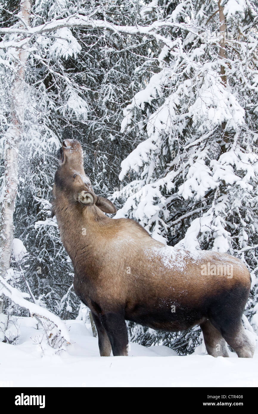 Cow moose stretching to feed on snow covered trees in Anchorage, Southcentral Alaska, Winter Stock Photo
