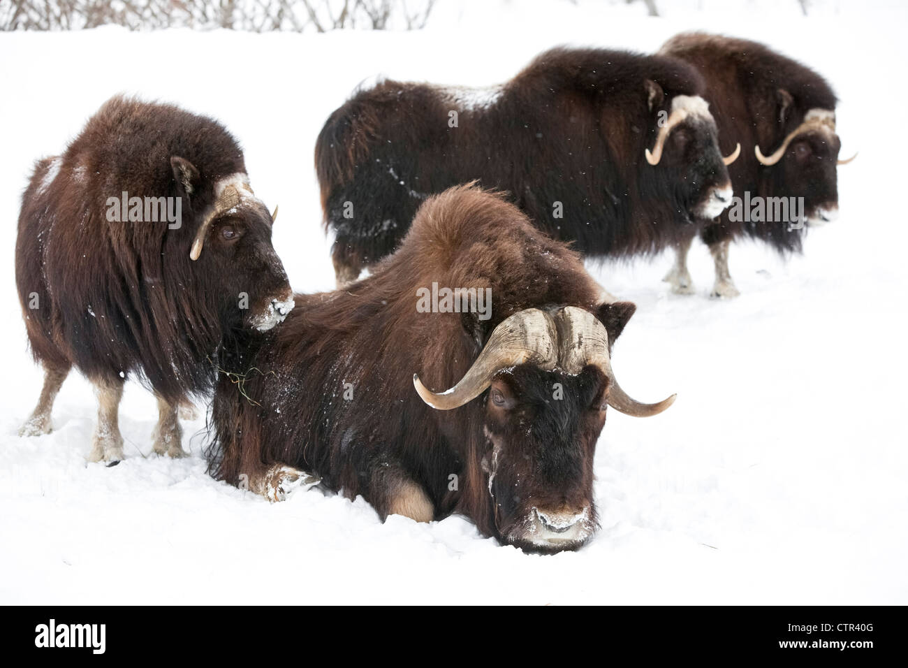 CAPTIVE: Three cow one bull Musk Ox stand in deep snow during winter storm Alaska Wildlife Conservation Center Southcentral Stock Photo