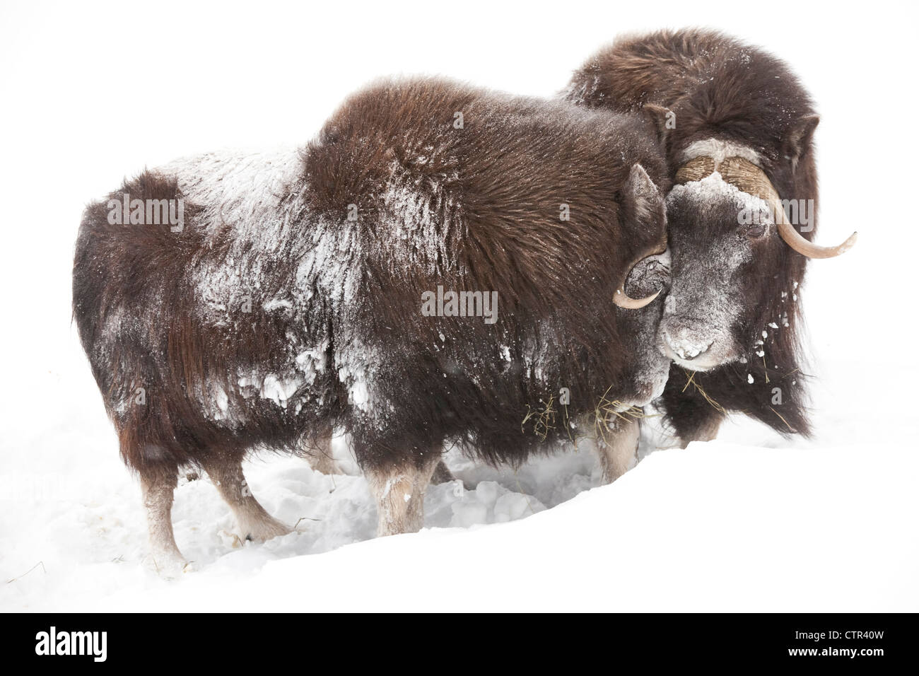 CAPTIVE: Three female Musk Ox stand in deep snow during a winter storm, Alaska Wildlife Conservation Center, Southcentral Alaska Stock Photo