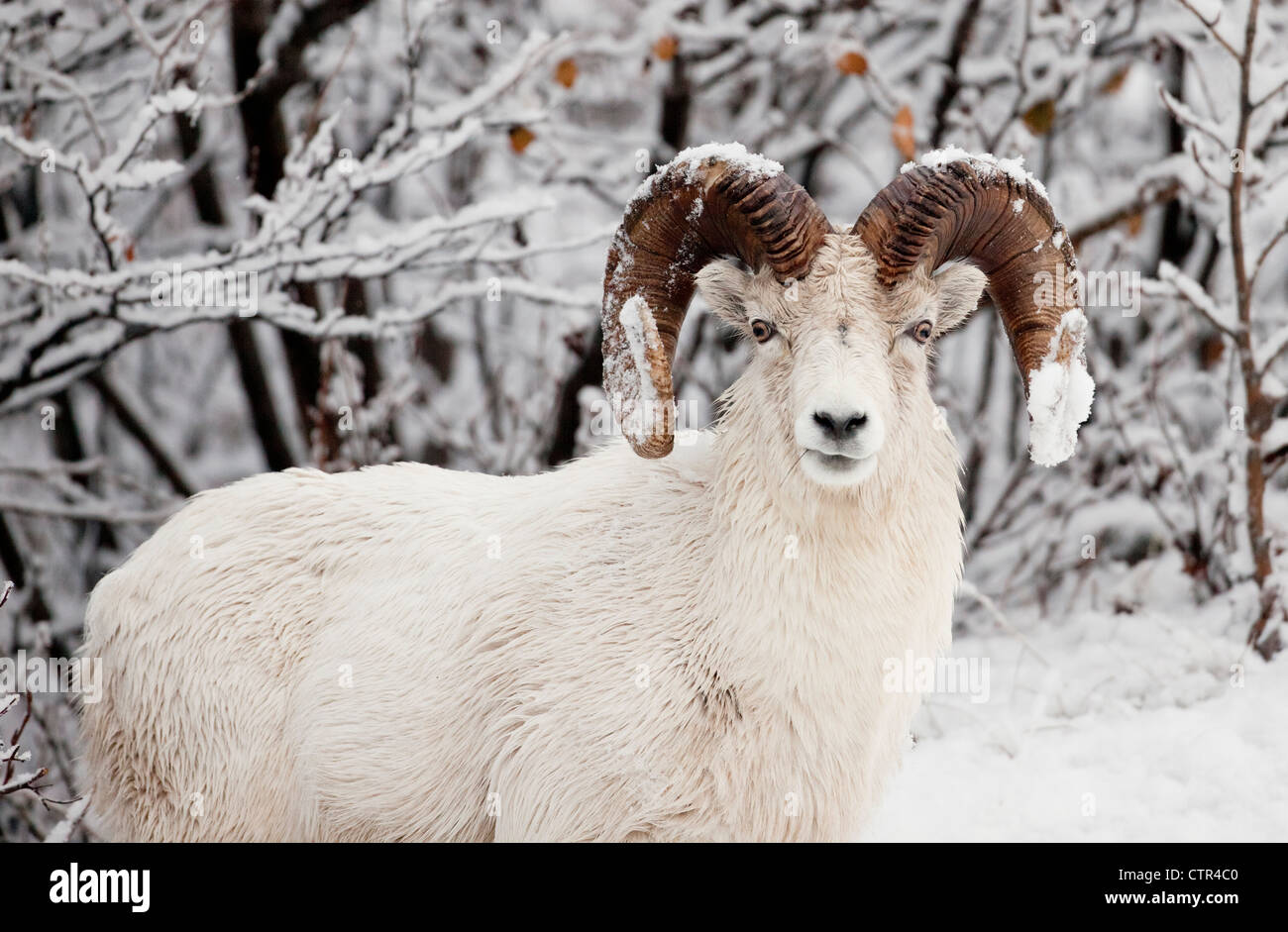 A full-curl Dall sheep ram with snow on its horns, Chugach Mountains, Southcentral Alaska, Winter Stock Photo