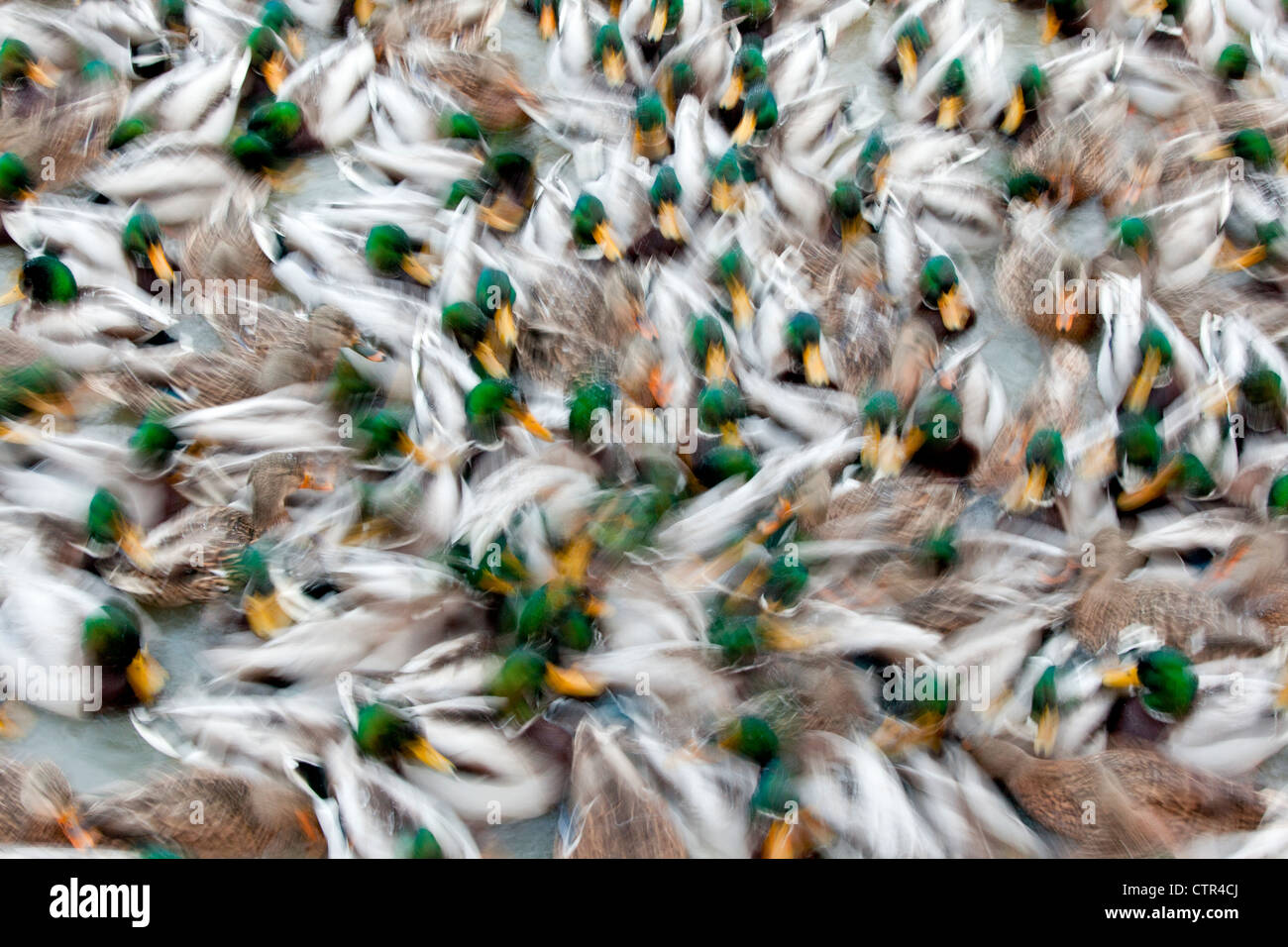 Abstract of a large flock of swimming Mallard ducks in a pond in Anchorage, Alaska, Winter Stock Photo