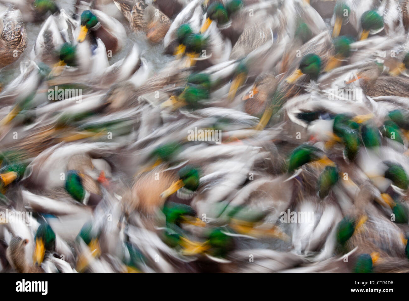 Abstract of a large flock of swimming Mallard ducks in a pond in Anchorage, Alaska, Winter Stock Photo